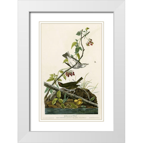 Golden Crowned Thrush White Modern Wood Framed Art Print with Double Matting by Vintage Apple Collection