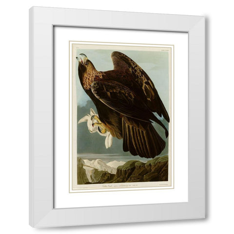 Golden Eagle White Modern Wood Framed Art Print with Double Matting by Vintage Apple Collection