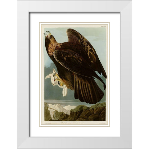 Golden Eagle White Modern Wood Framed Art Print with Double Matting by Vintage Apple Collection