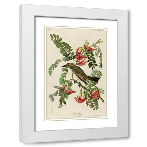 Gray Tyrant White Modern Wood Framed Art Print with Double Matting by Vintage Apple Collection