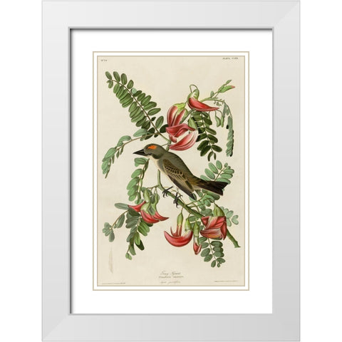 Gray Tyrant White Modern Wood Framed Art Print with Double Matting by Vintage Apple Collection