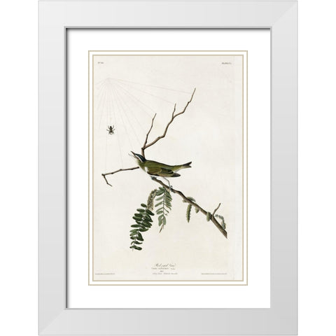 Red Eyed Vireo White Modern Wood Framed Art Print with Double Matting by Vintage Apple Collection