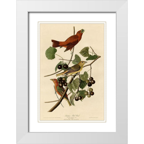 Summer Red Bird White Modern Wood Framed Art Print with Double Matting by Vintage Apple Collection