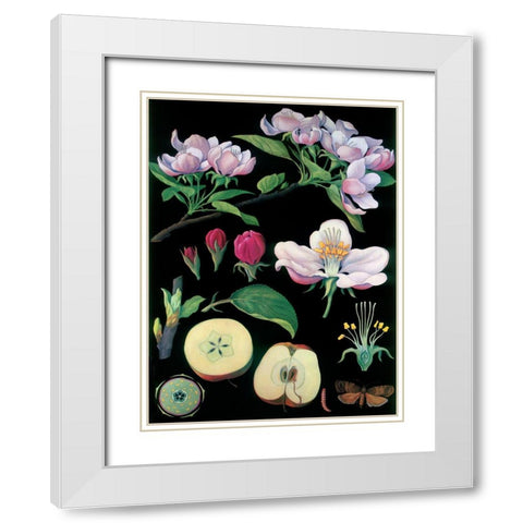 Apple Tree White Modern Wood Framed Art Print with Double Matting by Vintage Apple Collection