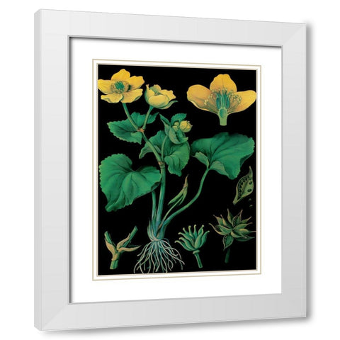 Marsh Marigold White Modern Wood Framed Art Print with Double Matting by Vintage Apple Collection