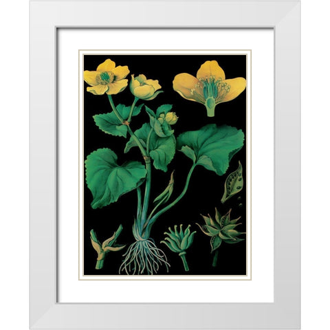 Marsh Marigold White Modern Wood Framed Art Print with Double Matting by Vintage Apple Collection