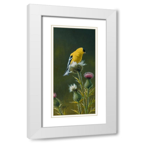 Goldfinch On Thistle White Modern Wood Framed Art Print with Double Matting by Goebel, Wilhelm