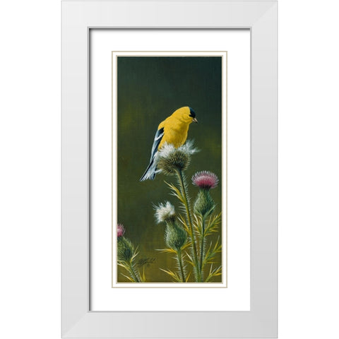 Goldfinch On Thistle White Modern Wood Framed Art Print with Double Matting by Goebel, Wilhelm