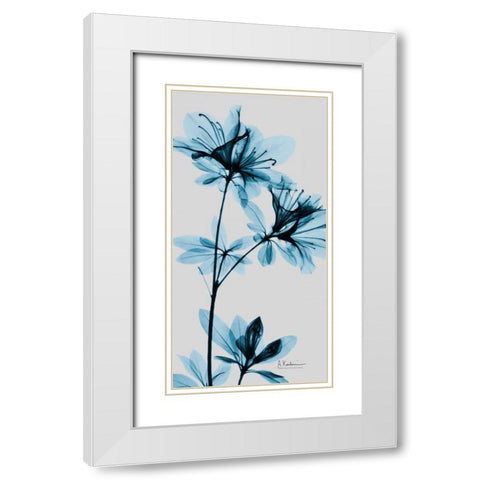 Blue Azalea White Modern Wood Framed Art Print with Double Matting by Koetsier, Albert