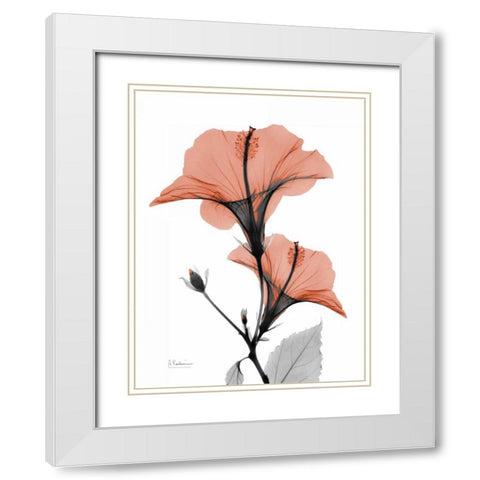 Soft Hibiscus White Modern Wood Framed Art Print with Double Matting by Koetsier, Albert