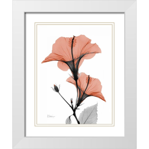 Soft Hibiscus White Modern Wood Framed Art Print with Double Matting by Koetsier, Albert