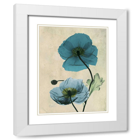 Iceland Poppy White Modern Wood Framed Art Print with Double Matting by Koetsier, Albert