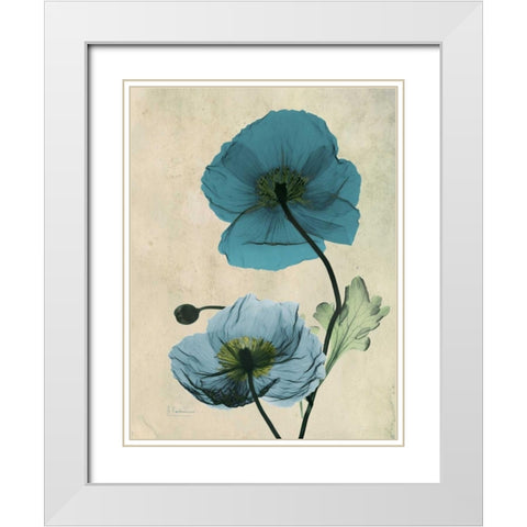 Iceland Poppy White Modern Wood Framed Art Print with Double Matting by Koetsier, Albert
