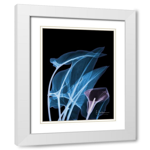 Blue Purple Calla White Modern Wood Framed Art Print with Double Matting by Koetsier, Albert