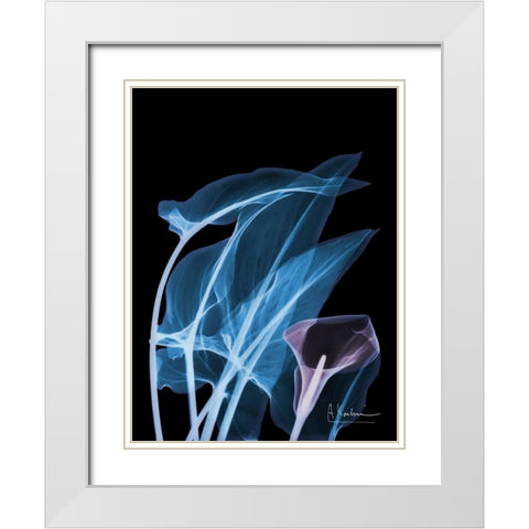 Blue Purple Calla White Modern Wood Framed Art Print with Double Matting by Koetsier, Albert