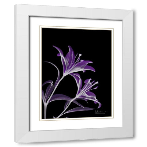 Purple Lily White Modern Wood Framed Art Print with Double Matting by Koetsier, Albert
