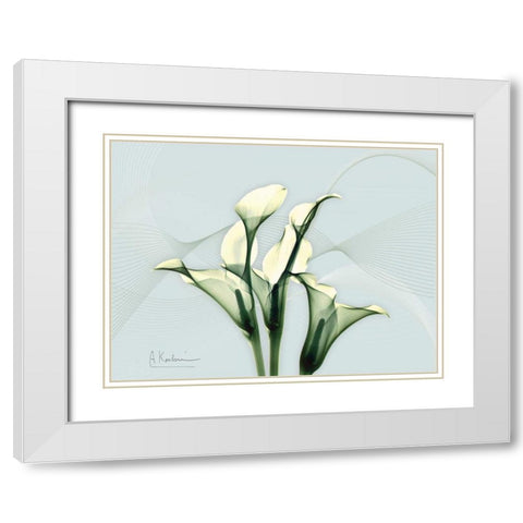 Calla Lily L275 White Modern Wood Framed Art Print with Double Matting by Koetsier, Albert