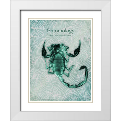 Unassailable Scorpion White Modern Wood Framed Art Print with Double Matting by Koetsier, Albert