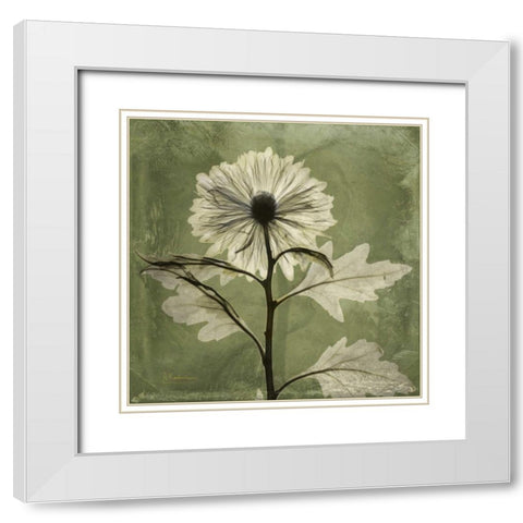Chrysanthemum White Modern Wood Framed Art Print with Double Matting by Koetsier, Albert