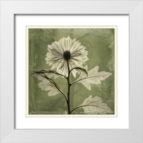 Chrysanthemum White Modern Wood Framed Art Print with Double Matting by Koetsier, Albert