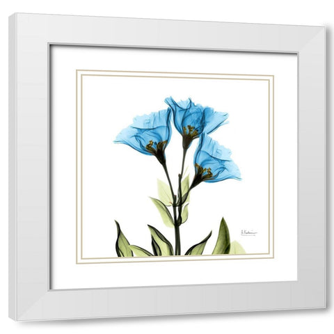 Gentian Sapphire L301 White Modern Wood Framed Art Print with Double Matting by Koetsier, Albert