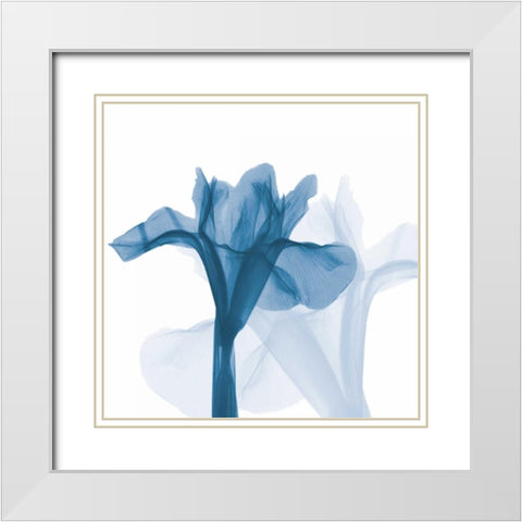 Iris Blues B51 White Modern Wood Framed Art Print with Double Matting by Koetsier, Albert