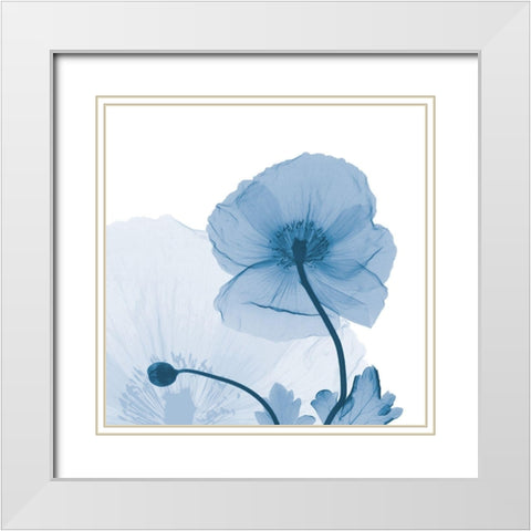 Indigo Iceland Poppy White Modern Wood Framed Art Print with Double Matting by Koetsier, Albert