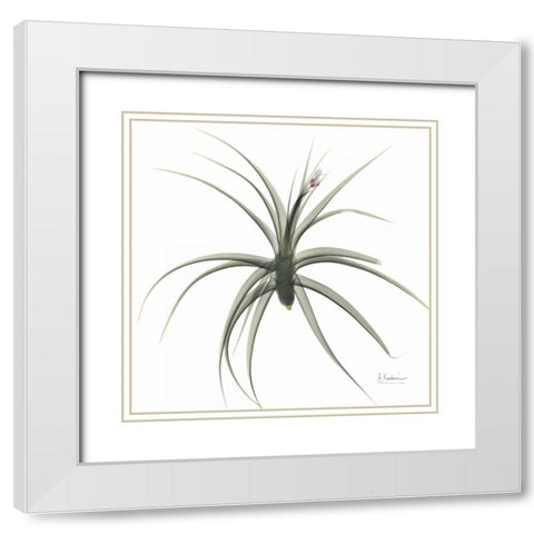 ZeroEntropyTillandsiaR51 White Modern Wood Framed Art Print with Double Matting by Koetsier, Albert
