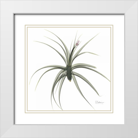 ZeroEntropyTillandsiaR51 White Modern Wood Framed Art Print with Double Matting by Koetsier, Albert