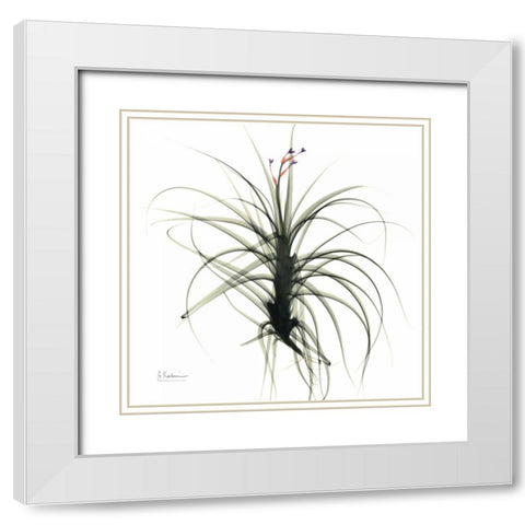 TillandsiaTOP White Modern Wood Framed Art Print with Double Matting by Koetsier, Albert