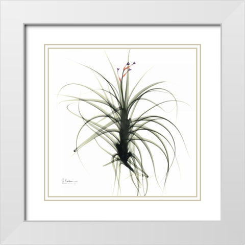 TillandsiaTOP White Modern Wood Framed Art Print with Double Matting by Koetsier, Albert