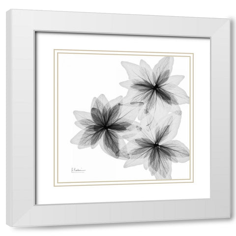 starburst White Modern Wood Framed Art Print with Double Matting by Koetsier, Albert
