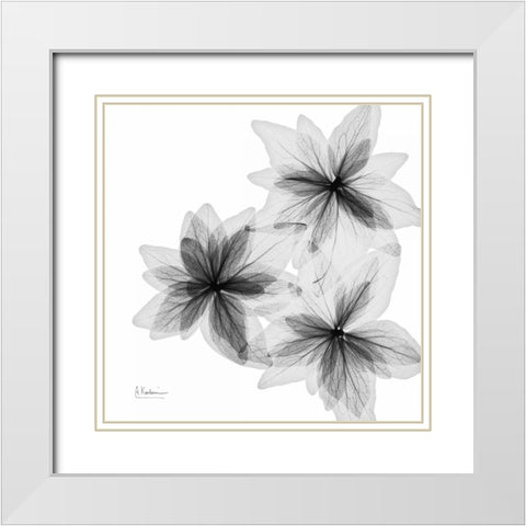 starburst White Modern Wood Framed Art Print with Double Matting by Koetsier, Albert