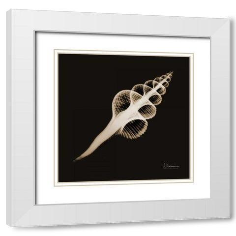 Fusinus Colus_sepia White Modern Wood Framed Art Print with Double Matting by Koetsier, Albert