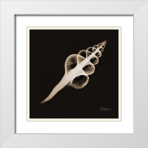 Fusinus Colus_sepia White Modern Wood Framed Art Print with Double Matting by Koetsier, Albert