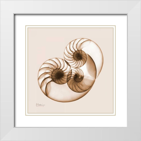 Sepia Nautilus 2 White Modern Wood Framed Art Print with Double Matting by Koetsier, Albert