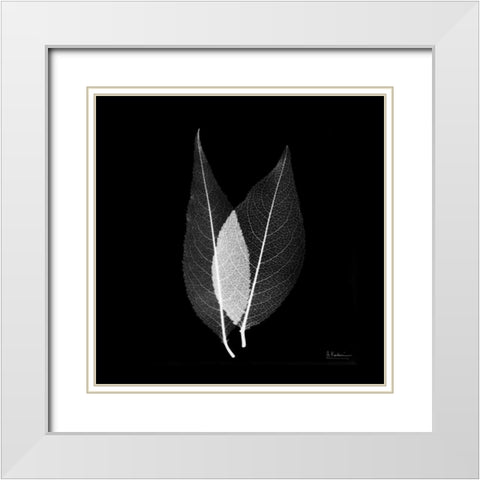 Caplulin Cherry STAR White Modern Wood Framed Art Print with Double Matting by Koetsier, Albert