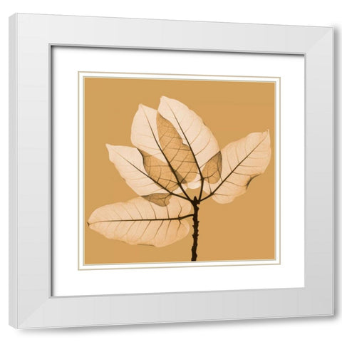Harvest Leaves 1B White Modern Wood Framed Art Print with Double Matting by Koetsier, Albert