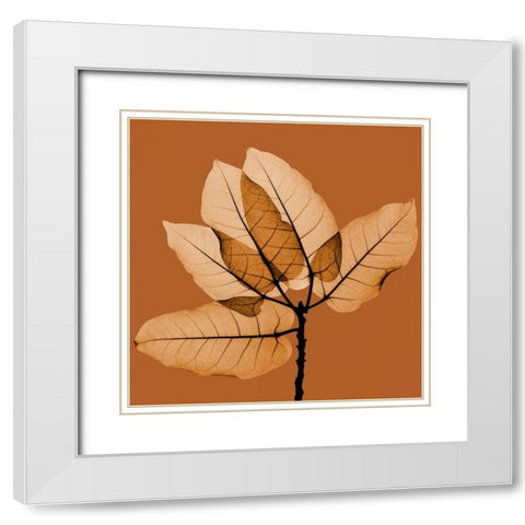 Harvest Leaves 1C White Modern Wood Framed Art Print with Double Matting by Koetsier, Albert