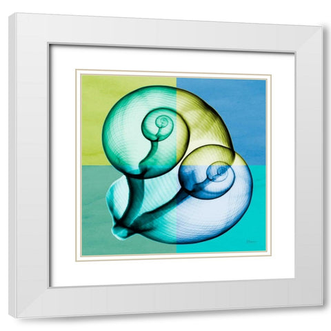 Blue Green Shell 1 White Modern Wood Framed Art Print with Double Matting by Koetsier, Albert