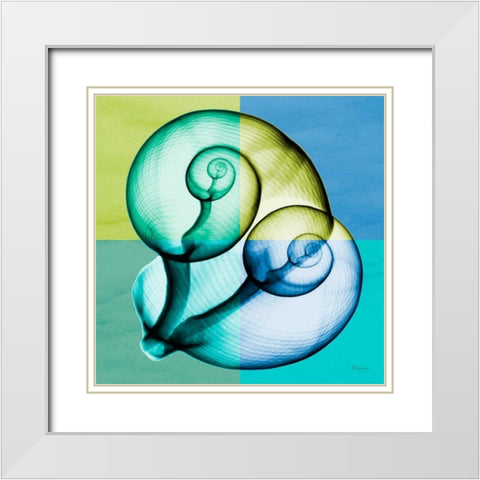 Blue Green Shell 1 White Modern Wood Framed Art Print with Double Matting by Koetsier, Albert