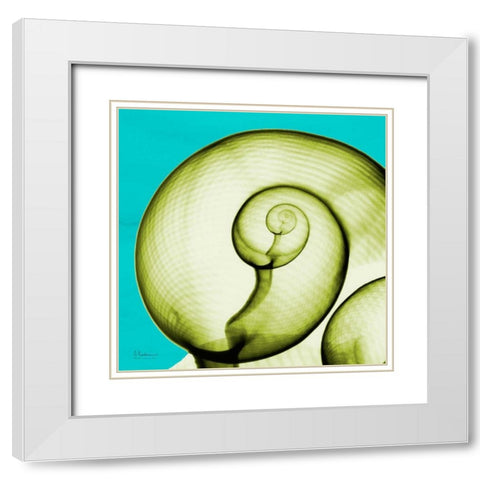 Moon Snail White Modern Wood Framed Art Print with Double Matting by Koetsier, Albert