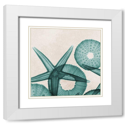 Under The Sea 5 White Modern Wood Framed Art Print with Double Matting by Koetsier, Albert