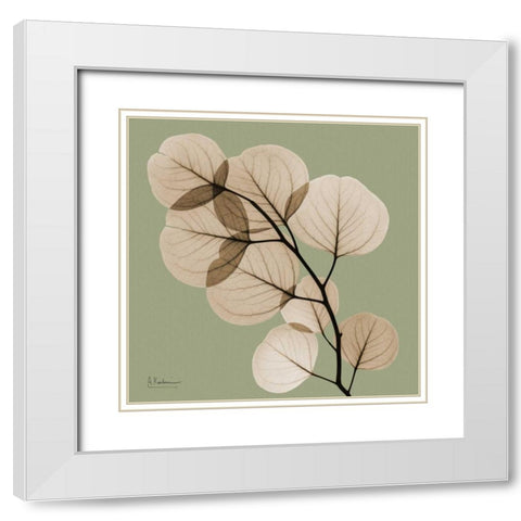Eucalyptus White Modern Wood Framed Art Print with Double Matting by Koetsier, Albert