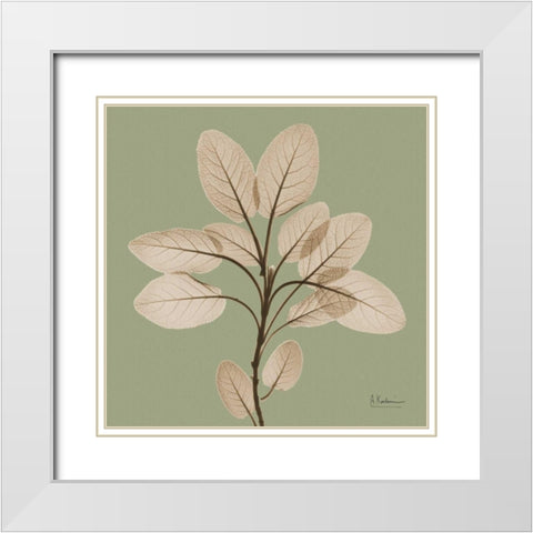 Berggarten Sage White Modern Wood Framed Art Print with Double Matting by Koetsier, Albert