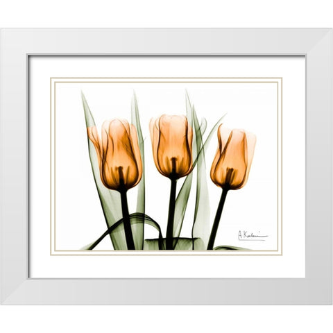 Tulips Orange White Modern Wood Framed Art Print with Double Matting by Koetsier, Albert