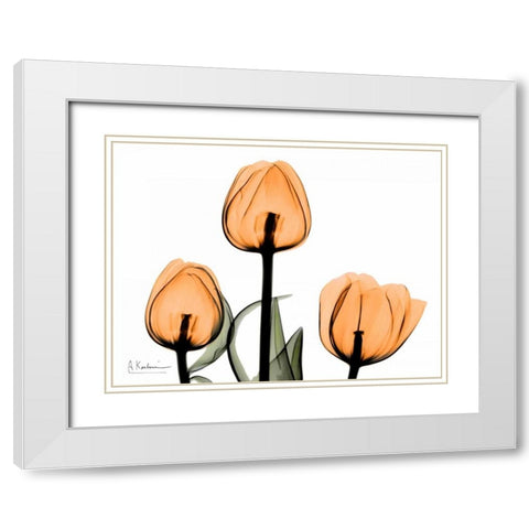 Tulips Orange White Modern Wood Framed Art Print with Double Matting by Koetsier, Albert