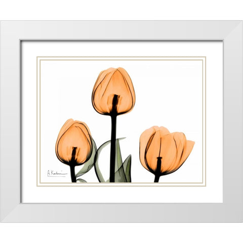 Tulips Orange White Modern Wood Framed Art Print with Double Matting by Koetsier, Albert