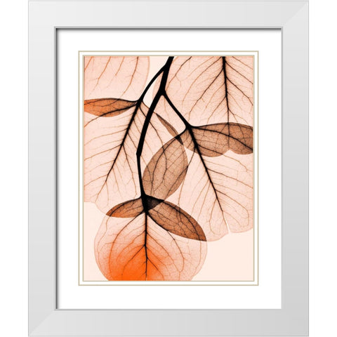 Orange Eucalyptus White Modern Wood Framed Art Print with Double Matting by Koetsier, Albert