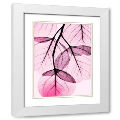 Pink Eucalyptus White Modern Wood Framed Art Print with Double Matting by Koetsier, Albert